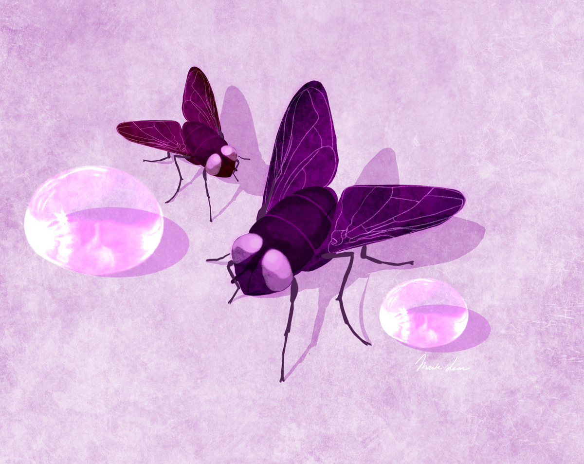 FLIES-MAITE-LEON-ILLUSTRATIONS