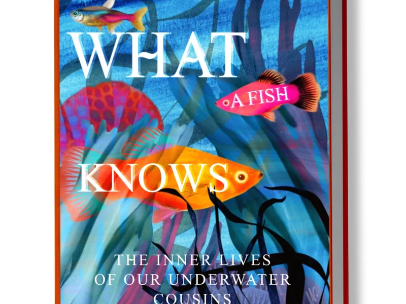 WHAT-A-FISH-KNOWS-MAITE-LEON-ILLUSTRATIONS